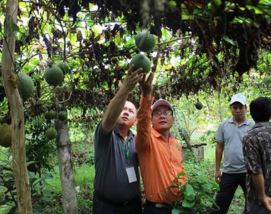 Phát triển mô hình trồng cây gấc vùng Tây nguyên