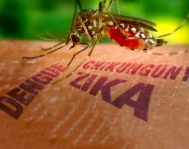 Dấu hiệu khác biệt giữa bệnh do virus Zika và sốt xuất huyết