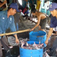 Thương lái Trung Quốc lại giăng bẫy