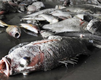 Hội Nghề cá VN: Cá chết không liên quan tảo nở hoa