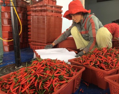 Hơn 40.000 đồng/kg ớt, container nối nhau xuất bán sang Trung Quốc
