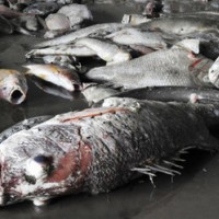 Hội Nghề cá VN: Cá chết không liên quan tảo nở hoa