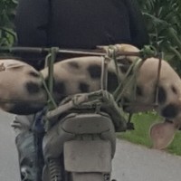 Thịt bẩn giá bèo và những con “kền kền” chuyên săn lợn chết
