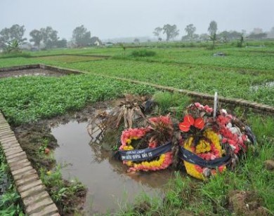 Trồng rau trên mộ... để gia đình ăn