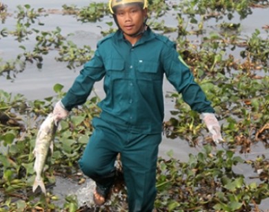 Thừa Thiên Huế: Hiện tượng cá chết bất thường đợt 3 chưa rõ nguyên nhân
