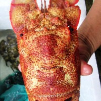 Tôm thượng hạng – “chỉ có thể là giới thượng lưu”