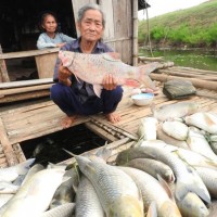 Cá chết trắng bụng trên sông Bưởi