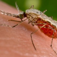 Một cô gái Hàn Quốc nhiễm virus Zika sau khi trở về từ VN