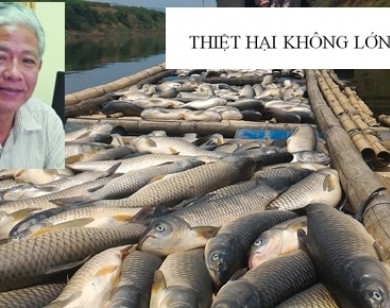 Cá chết trên sông Bưởi, như thế nào là lớn?