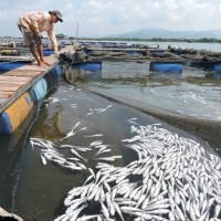 Cá chết, 14 doanh nghiệp bị kiện yêu cầu bồi thường