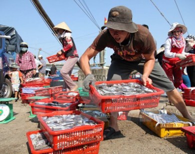 140 mẫu hải sản ở 4 tỉnh miền Trung đều đạt chỉ số an toàn