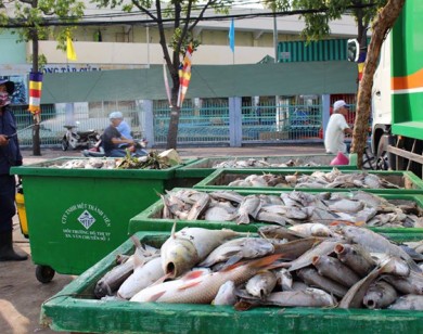 Cá chết trên kênh Nhiêu Lộc - Thị Nghè là do ô nhiễm chất hữu cơ và khí độc