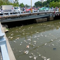 Sau cơn mua đầu mùa, cá chết trắng trên kênh Nhiêu Lộc