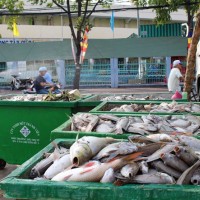 Cá chết trên kênh Nhiêu Lộc - Thị Nghè là do ô nhiễm chất hữu cơ và khí độc