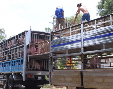 Cảnh báo về việc xuất khẩu lợn sống sang Trung Quốc