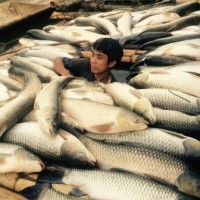Sông Bưởi bị đầu độc: Đã xác định nguyên nhân cá chết
