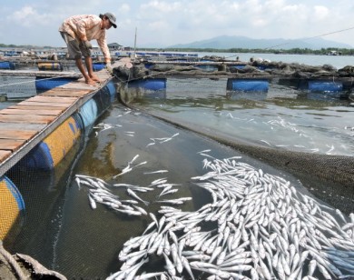 Vụ cá chết trên sông Chà Và, tòa án đã nhận đơn kiện của 33 hộ dân