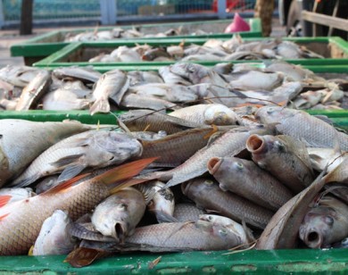 Phát hiện thêm nguyên nhân cá chết trên kênh Nhiêu Lộc