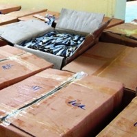 2 tấn cá khô không rõ nguồn gốc bị bắt quả tang trên đường đi tiêu thụ
