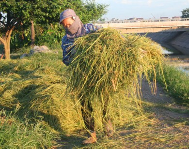 Hà Nội: Nông dân nhọc nhằn mưu sinh dưới nắng nóng