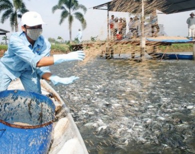 Cẩn trọng với “chiêu” mua cá tra quá lứa của thương lái Trung Quốc