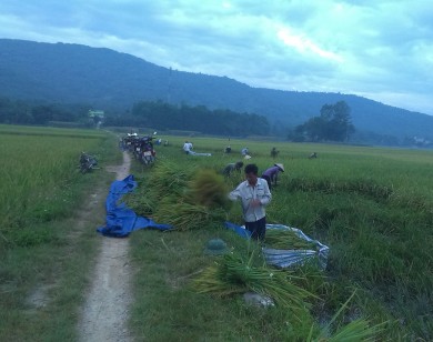 Thanh Hóa: Tránh nắng thiêu đốt, người nông dân gặt lúa ban đêm