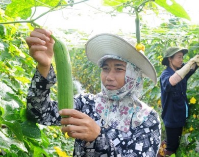 Nông dân TP Hồ Chí Minh không “mặn mà” trồng rau VietGAP