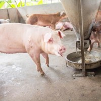 Vận động "100.000 hộ chăn nuôi cam kết không sử dụng chất cấm"