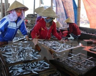 Giám đốc Sở NN&PTNT tỉnh Quảng Trị nói về vụ cá nhiễm Phenol