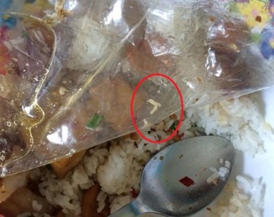 Vụ cá chiên có giòi: Ngưng hoạt động căng tin B03