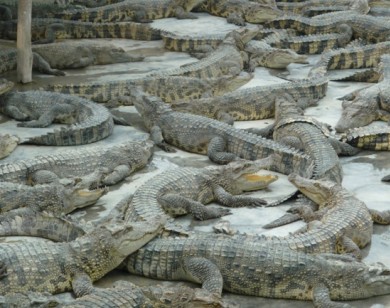 Bạc Liêu: Lỗ nặng vì nuôi cá sấu tự phát