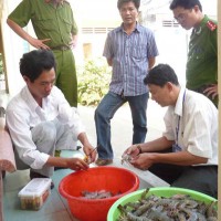 Thiếu hụt nguyên liệu, nỗi lo mất thị truờng xuất khẩu tôm