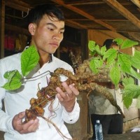 Đưa củ sâm Ngọc Linh 100 năm tuổi vào ngân hàng gene