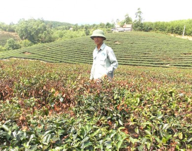 Thời tiết khắc nghiệt làm cây chè chết hàng loạt ở Nghệ An