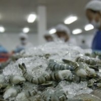 Trung Quốc vẫn là thị trường lớn dành cho tôm Việt Nam