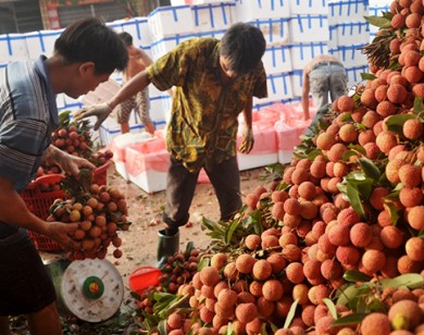 Tuần lễ vải thiều Bắc Giang: 2 ngày tiêu thụ hơn 6 tấn