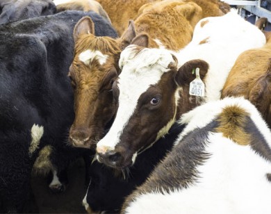 Vinamilk đưa đàn bò sữa organic về Việt Nam
