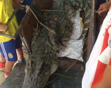 Bắt được cá sấu “khủng” tại đầm Vân Trì, Hà Nội