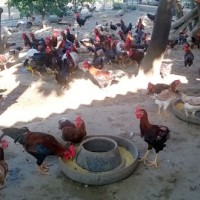 Xây dựng thương hiệu “Đặc sản gà đồi Ba Vì”