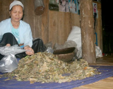 Bà Triệu Thị Lĩu: Nhiều bệnh nặng nhờ bà chữa khỏe mạnh