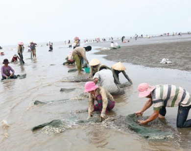Thêm nghêu Cần Giờ chết hàng loạt
