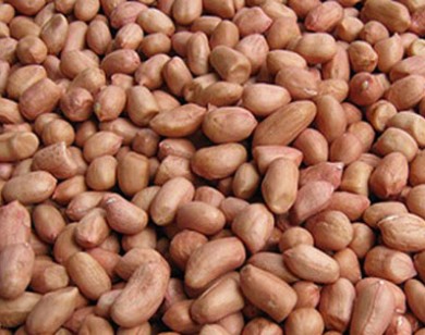 Tạm ngừng nhập khẩu lạc từ Senegal do nhiễm mọt