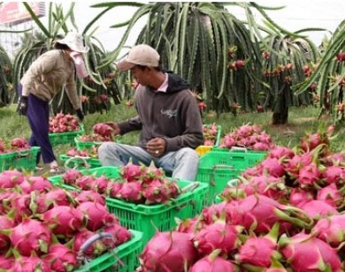 Thương lái Trung Quốc “núp bóng” du lịch mua thanh long trái phép