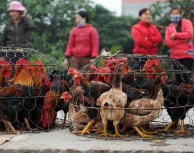 Giá gà hơi tăng lên mức 95.000 đồng/kg