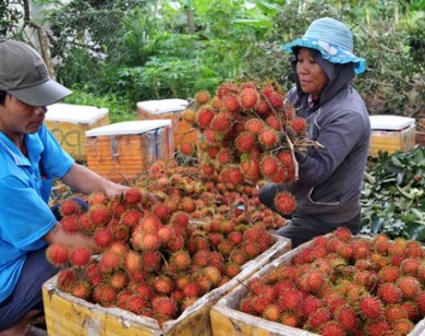 Nông dân Đồng Nai bỏ rơi “đặc sản” chạy theo chôm chôm Thái