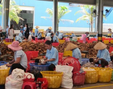 Người trồng dừa Bến Tre than sản phẩm bị ép giá