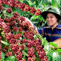 Giá cà phê giảm nhẹ còn 37.700 đồng/kg