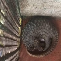 Nuôi tê tê theo hướng thương mại hóa có trái luật ?