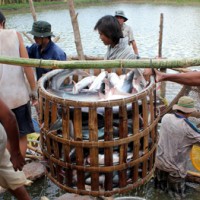 Giá cá tra giảm mạnh làm nông dân ĐBSCL lỗ nặng