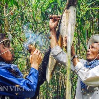 Thực hư thông tin 85% mật ong Cà Mau không nguyên chất